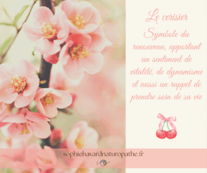 Lire la suite à propos de l’article Le cerisier en fleurs comme symbole de renaissance