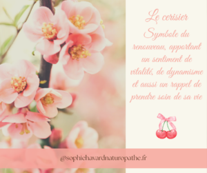 Lire la suite à propos de l’article Le cerisier en fleurs comme symbole de renaissance